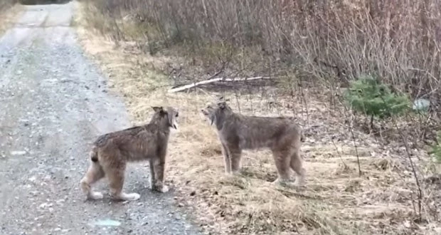 Το ανθρώπινο ουρλιαχτό αυτών των αγριόγατων κάνει τους ειδικούς να σκίζουν τα πτυχία τους (βίντεο)